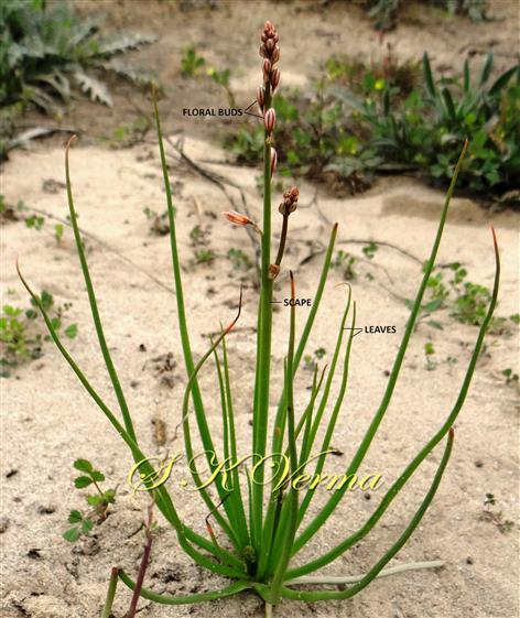  Plant